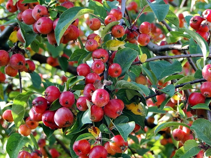 goods image