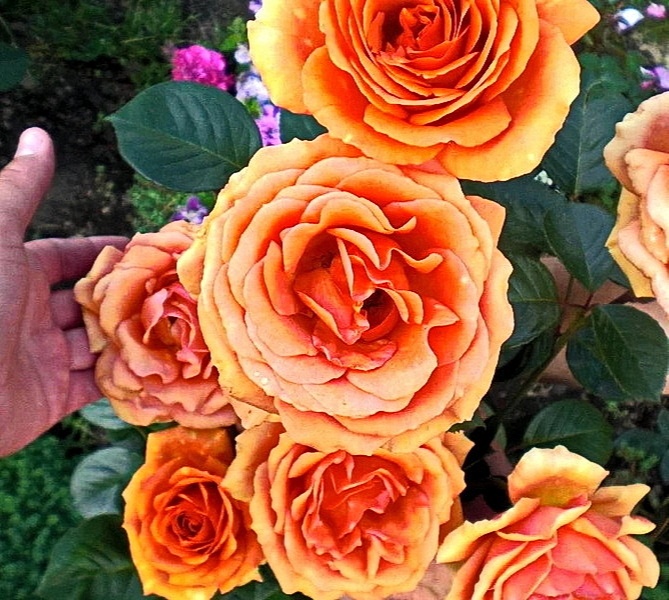 goods image
