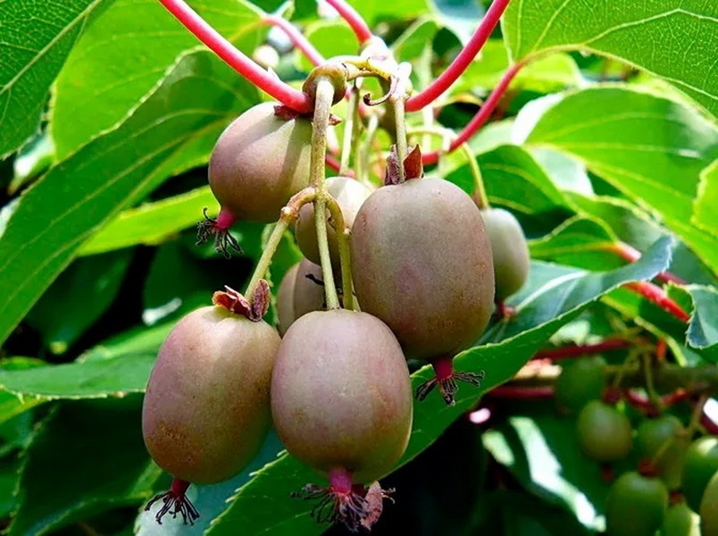 goods image