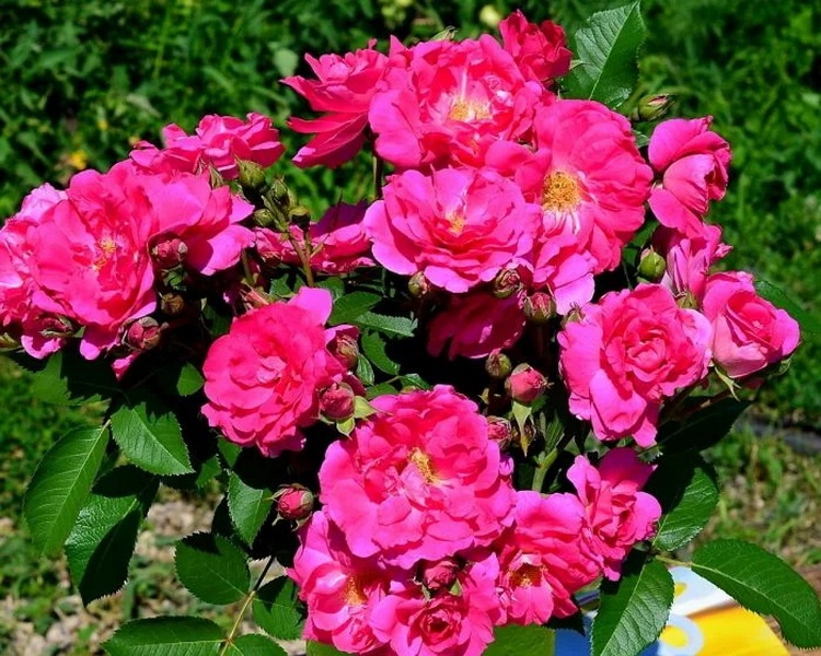 goods image