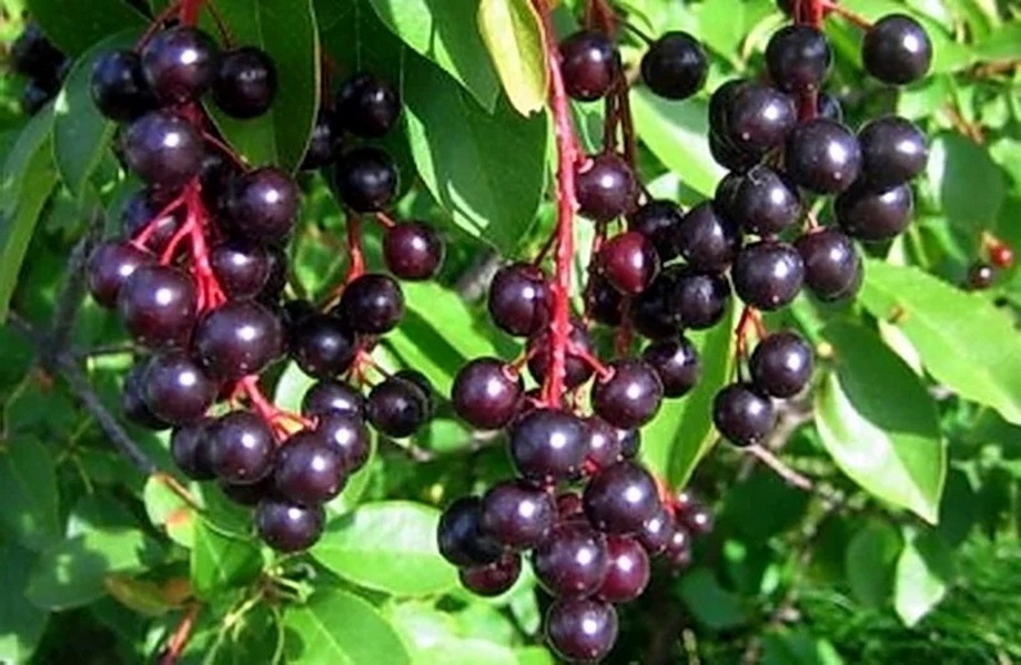 goods image