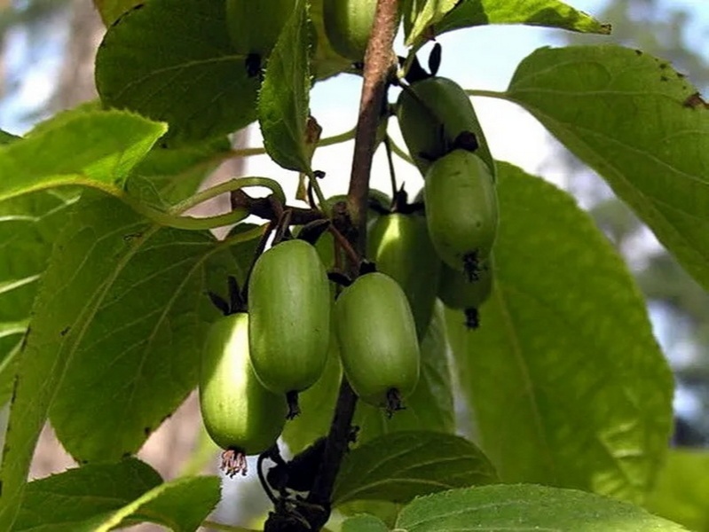 goods image