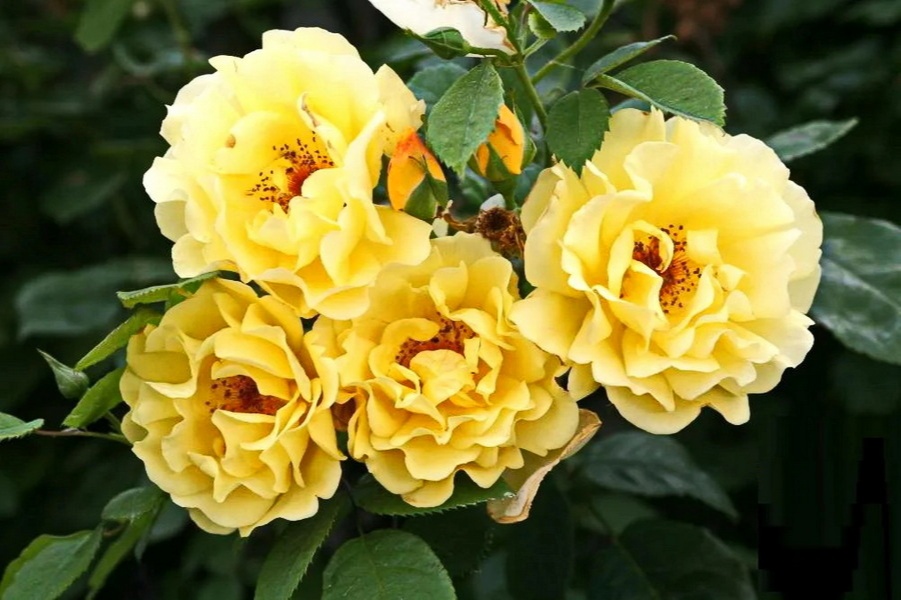 goods image