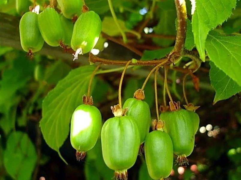 goods image