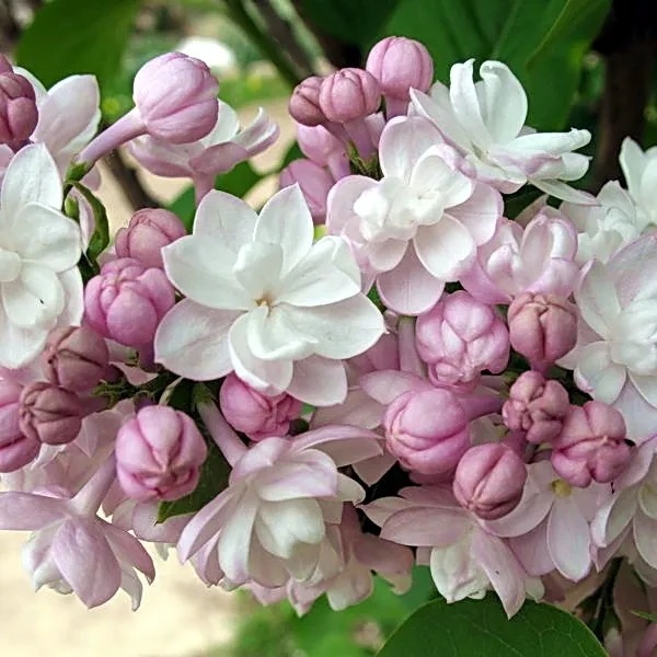 goods image
