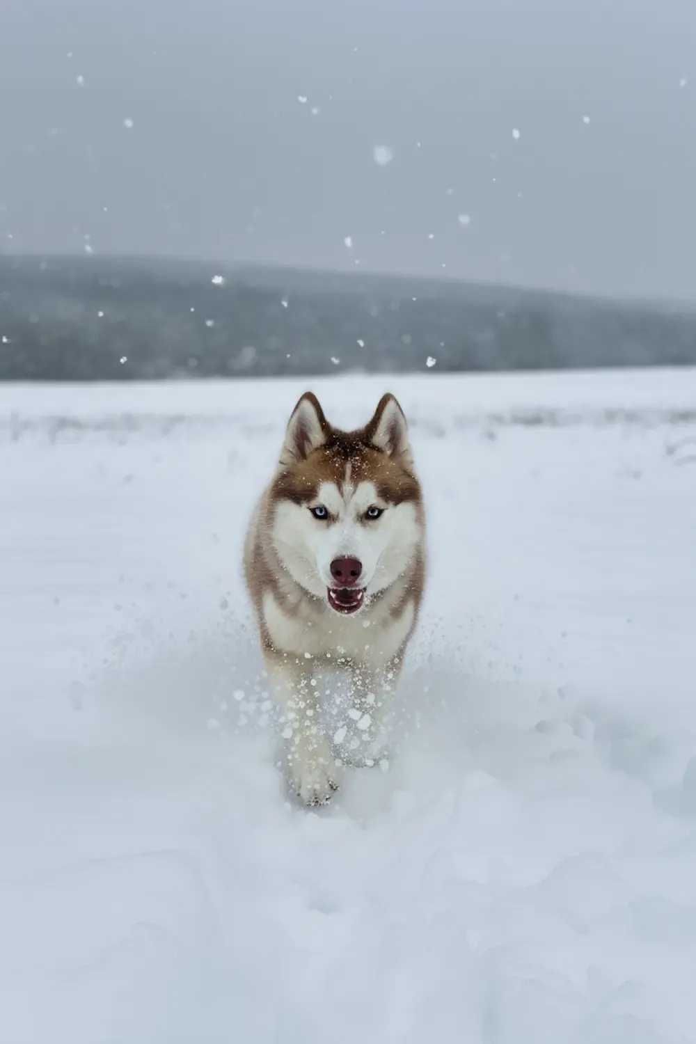 Хаски Хелп Чувашия