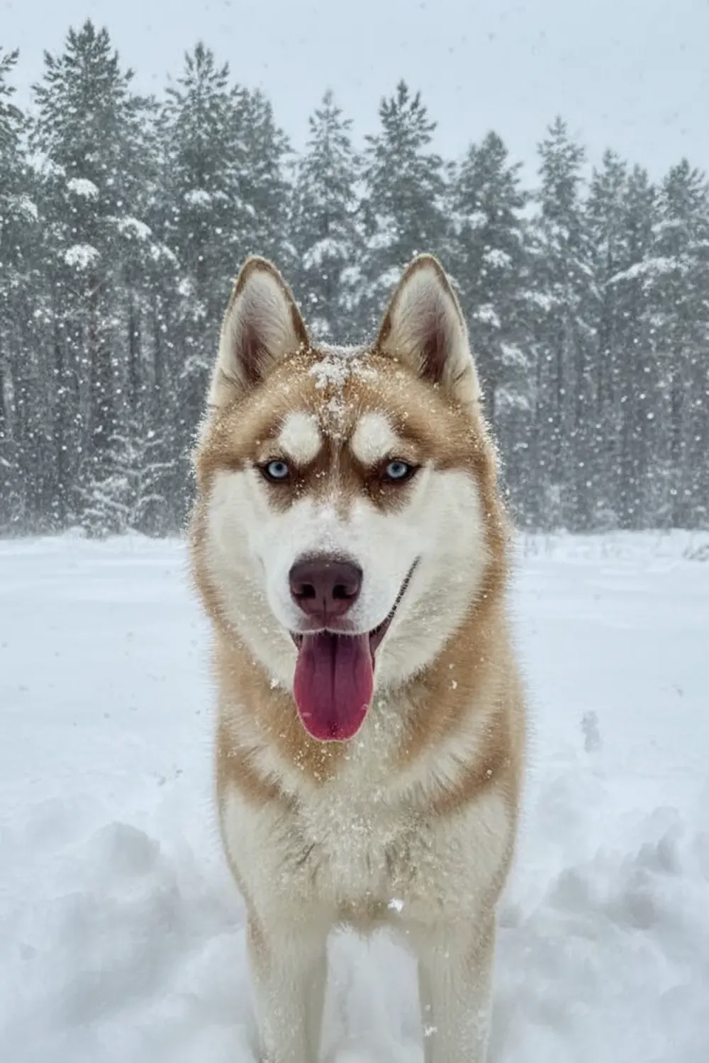 Хаски Хелп Чувашия