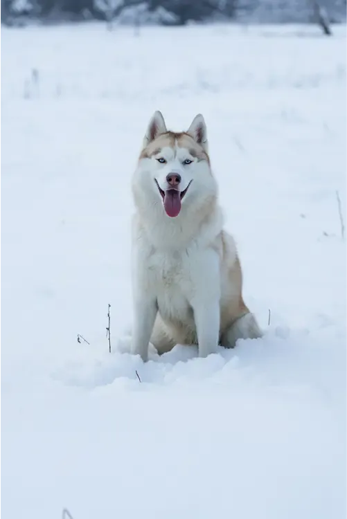 ХаскиХелп