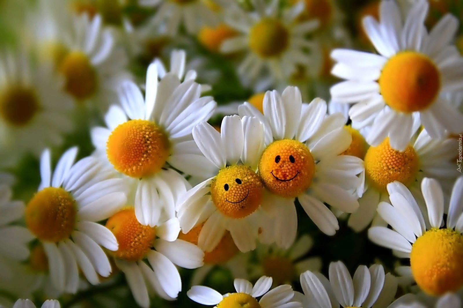 double image fisrt part