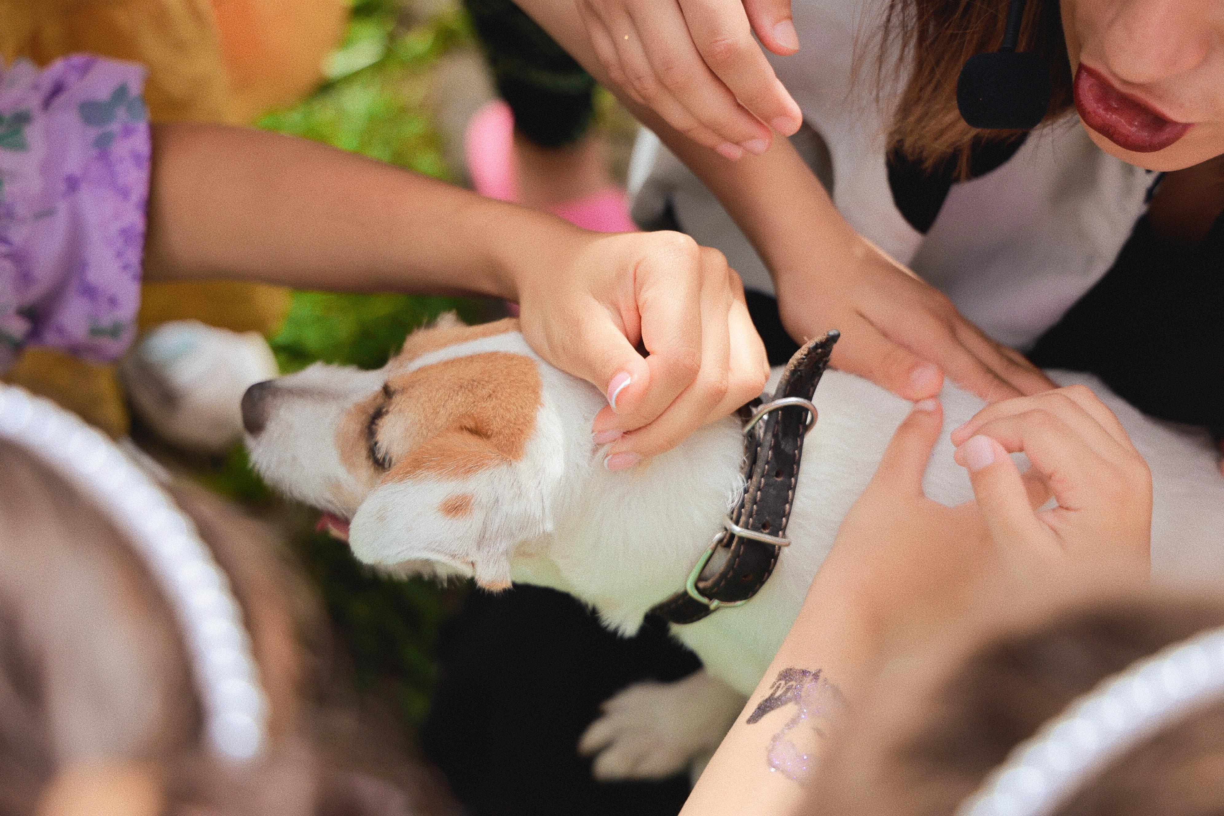 Шоу с собачкой