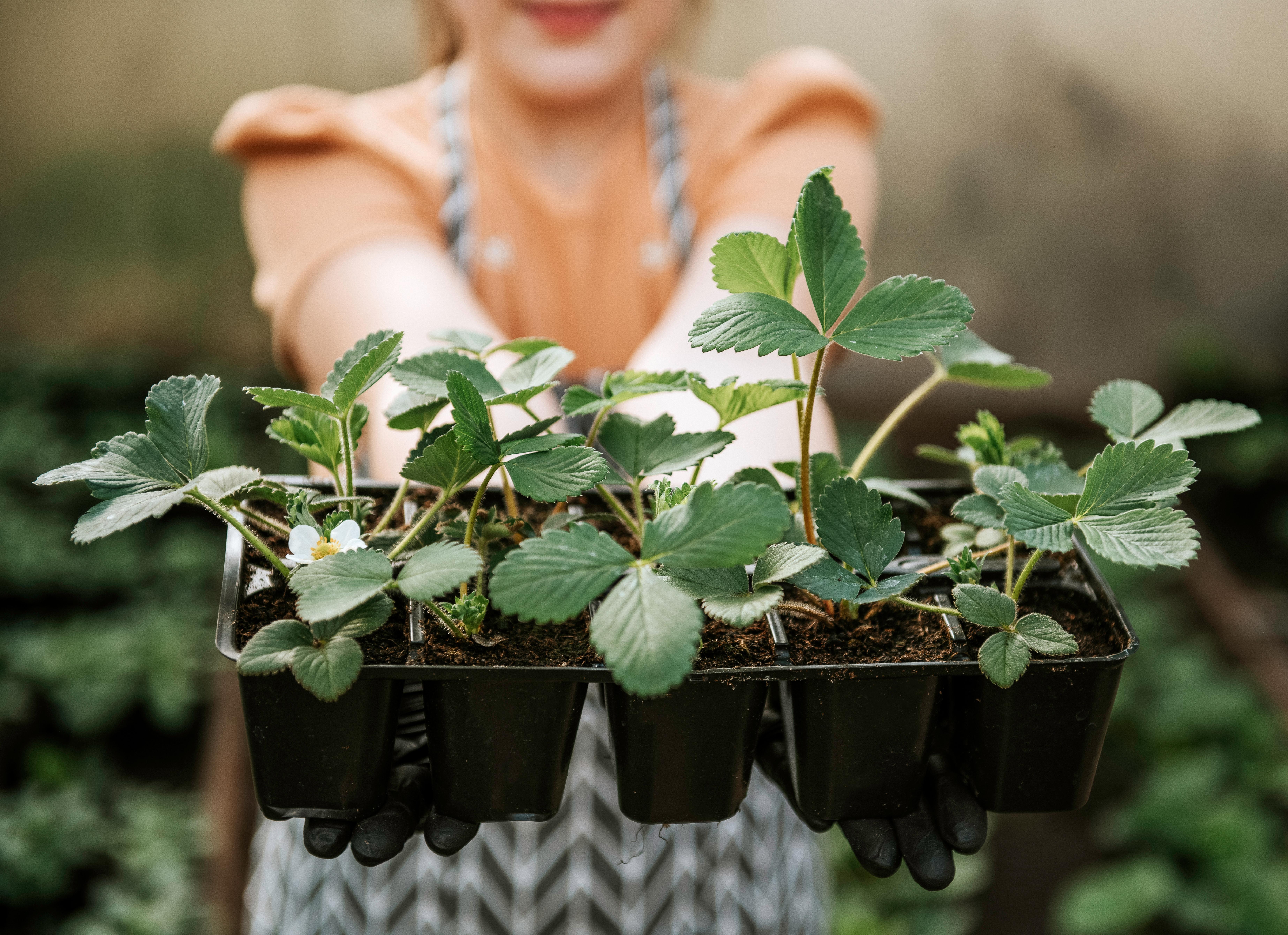 double image fisrt part