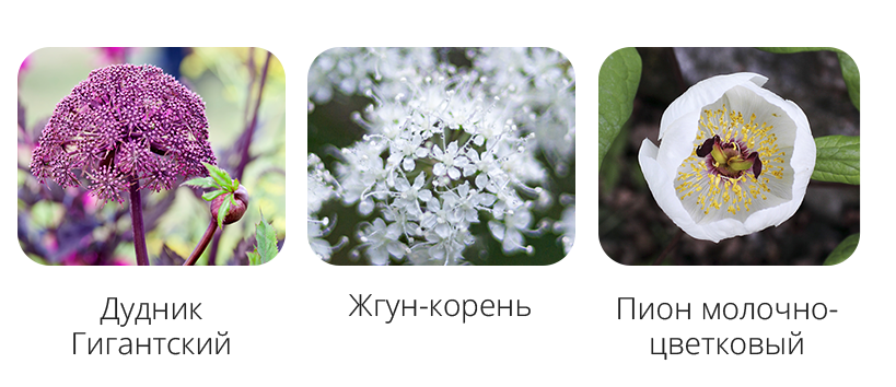 хемохим