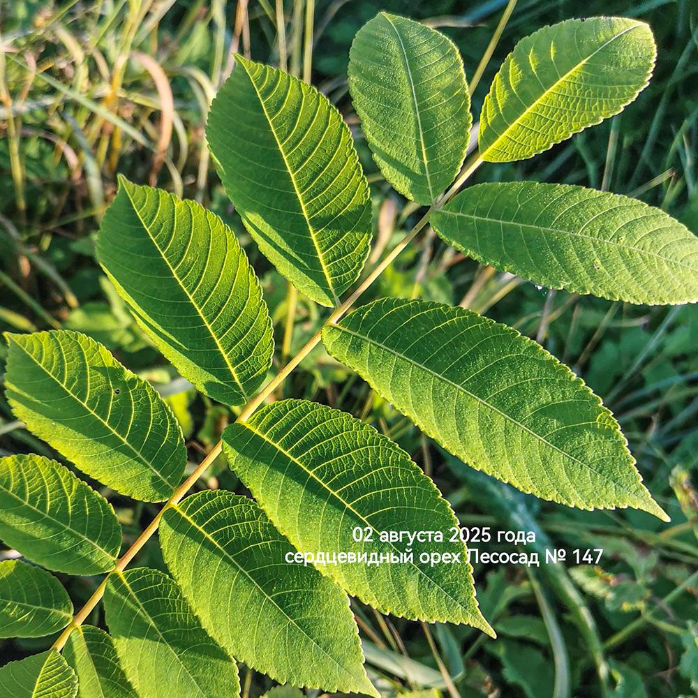 лист сердцевидного ореха