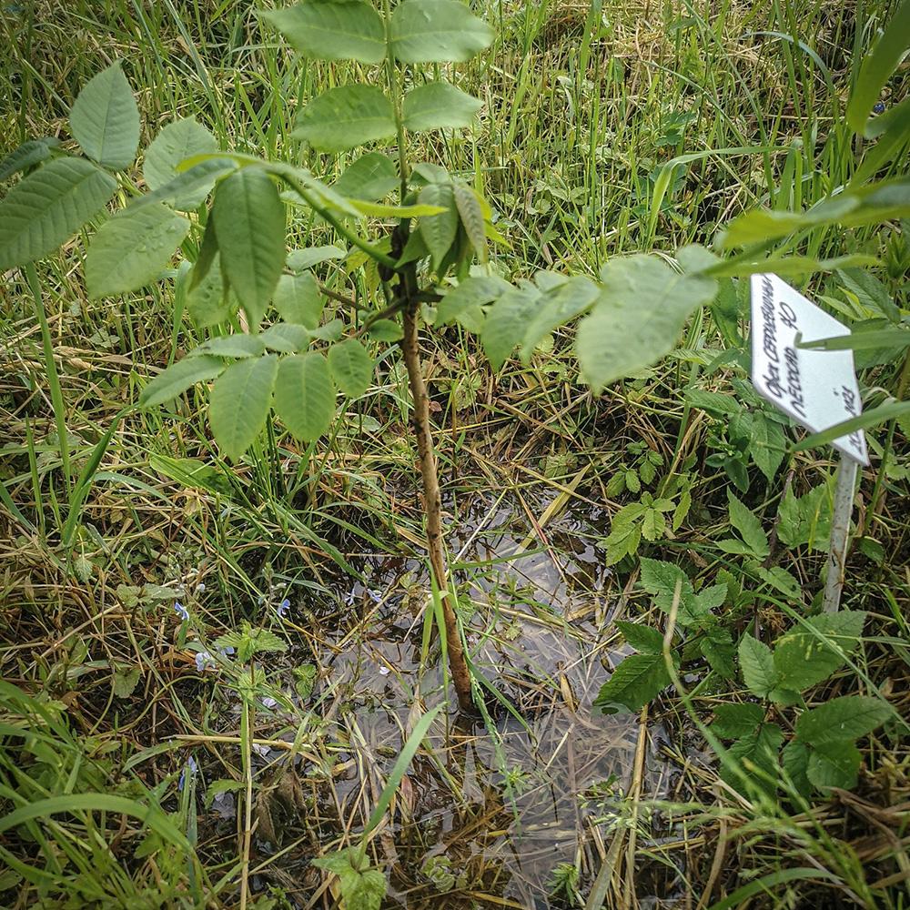 июнь 2025 года - высокие грунтовые воды саженец сердцевидного ореха во время паводка