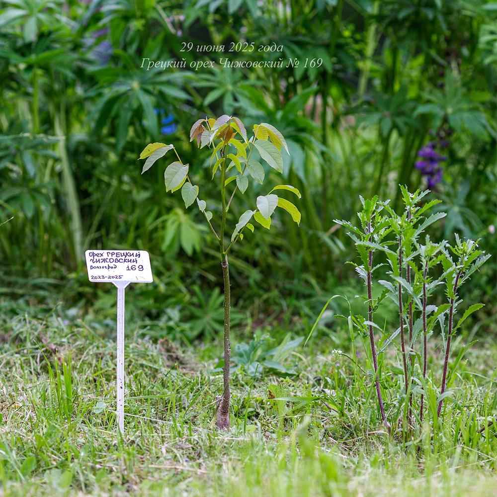 июнь 2025 года молодой грецкий орех Чижовский в Псковской области