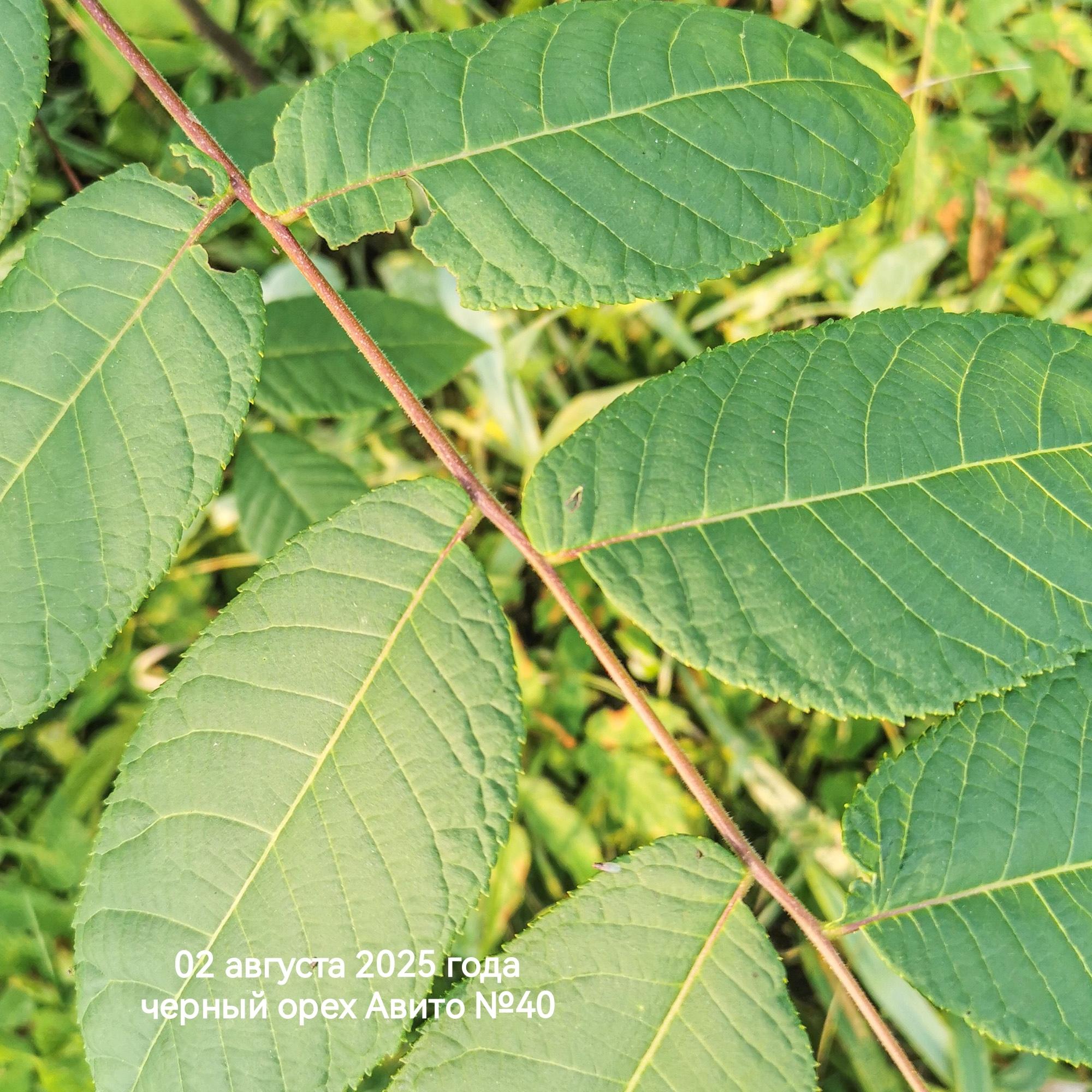 лист видового черного ореха