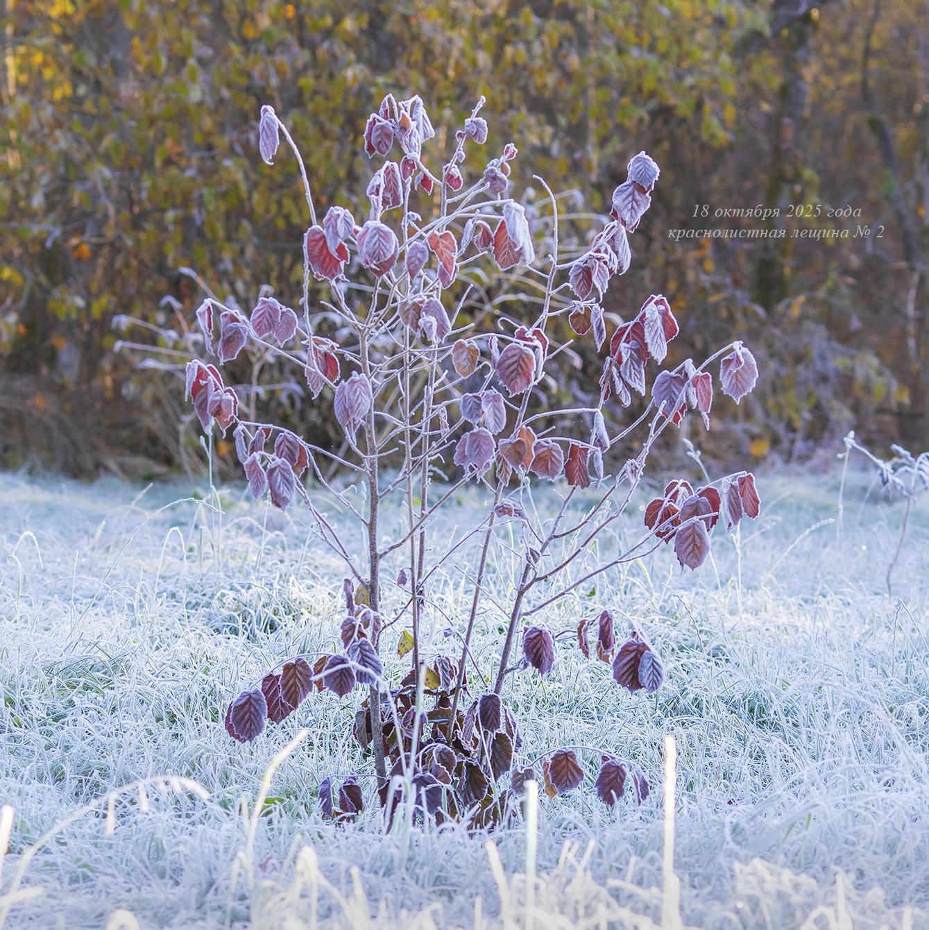 октябрь 2025 года краснолистный орешник в Псковской области