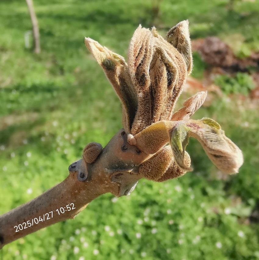 апрель 2025 года - заморозки замерзшая почка молодого ореха