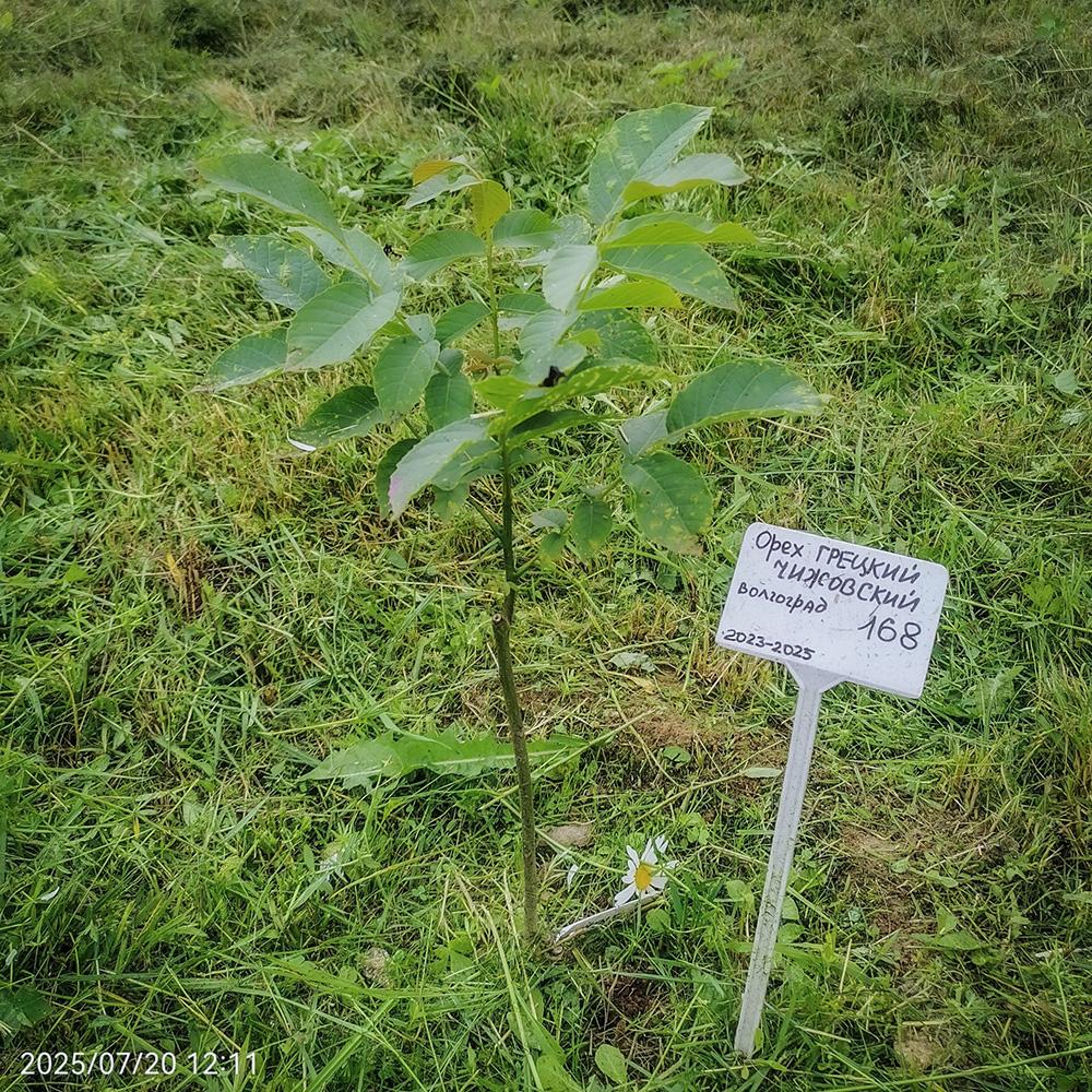 июль 2025 года - поражение ореха войлочным клещиком поражение ореха войлочным клещиком