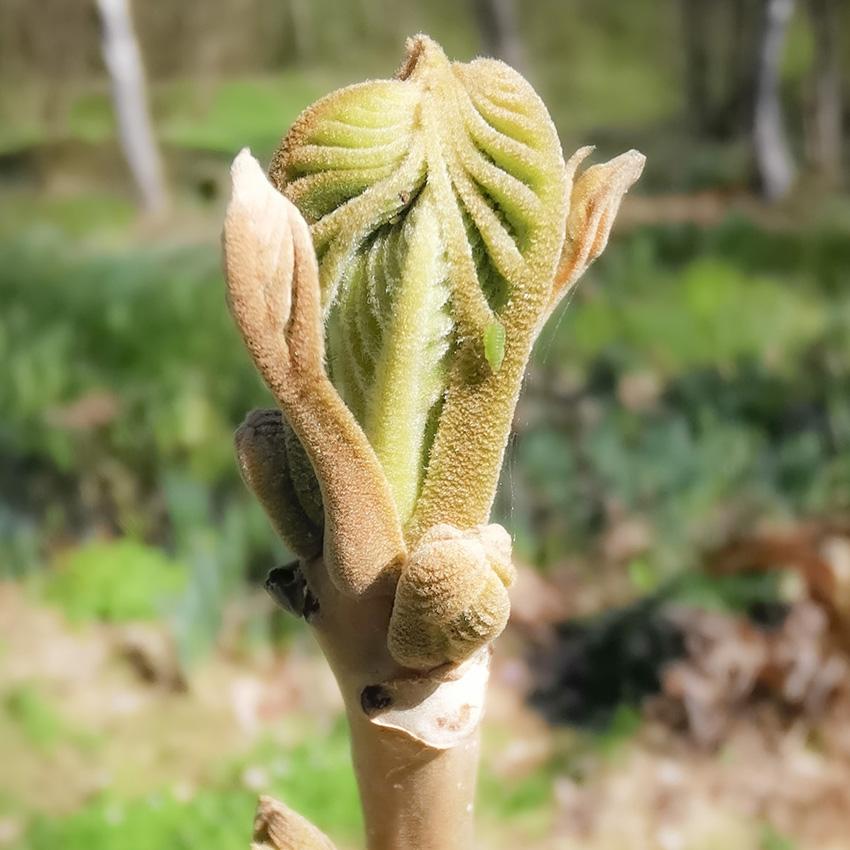 апрель 2025 года Весенняя почка серого ореха