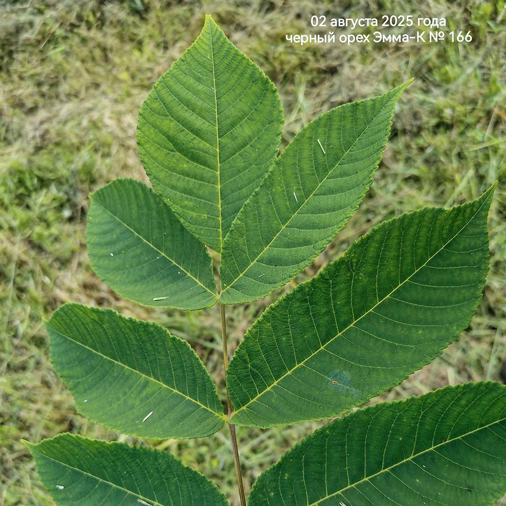 листья черного ореха Эмма-К