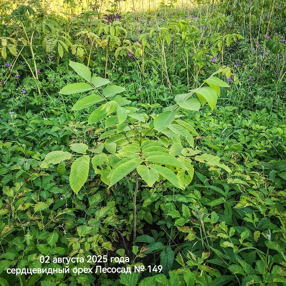 молодой сердцевидный орех в Псковской области
