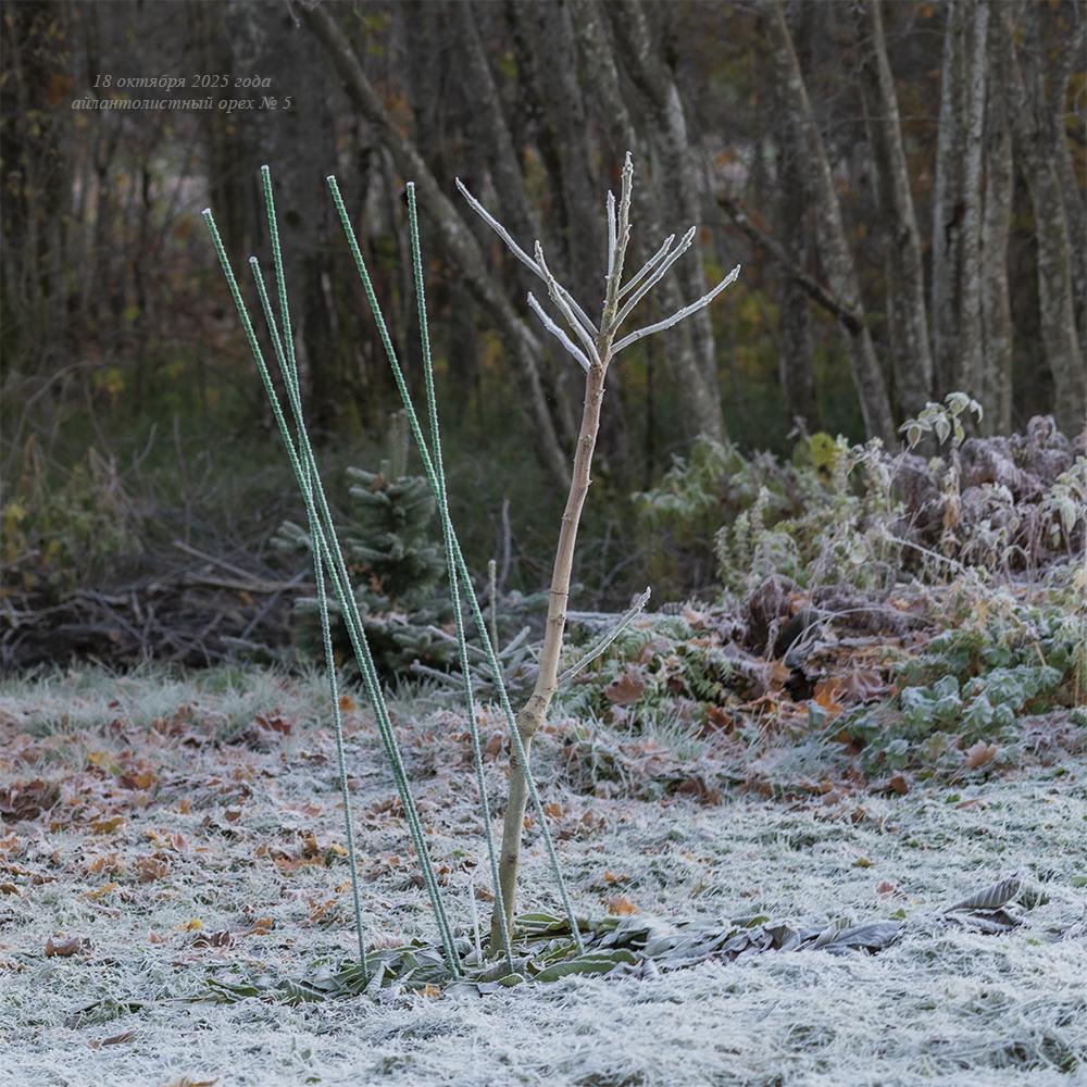 октябрь 2025 года - орех начал ветвиться айлантолистный орех Зибольда №5