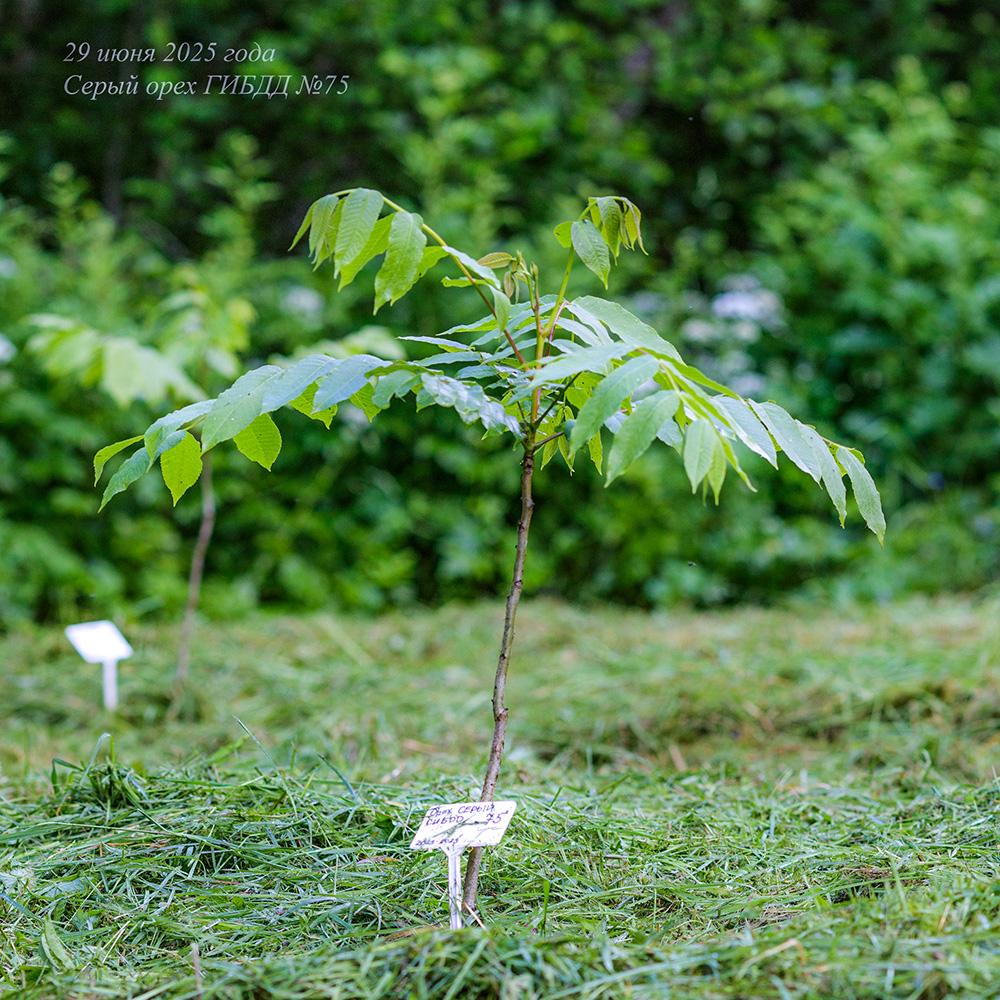 молодой серый орех ГИБДД