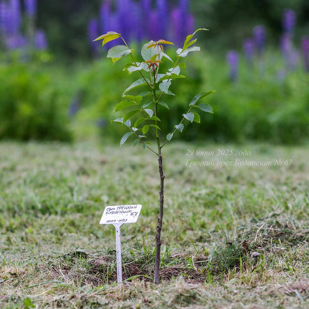 июнь 2025 года молодой грецкий орех Будапешт в Псковской области