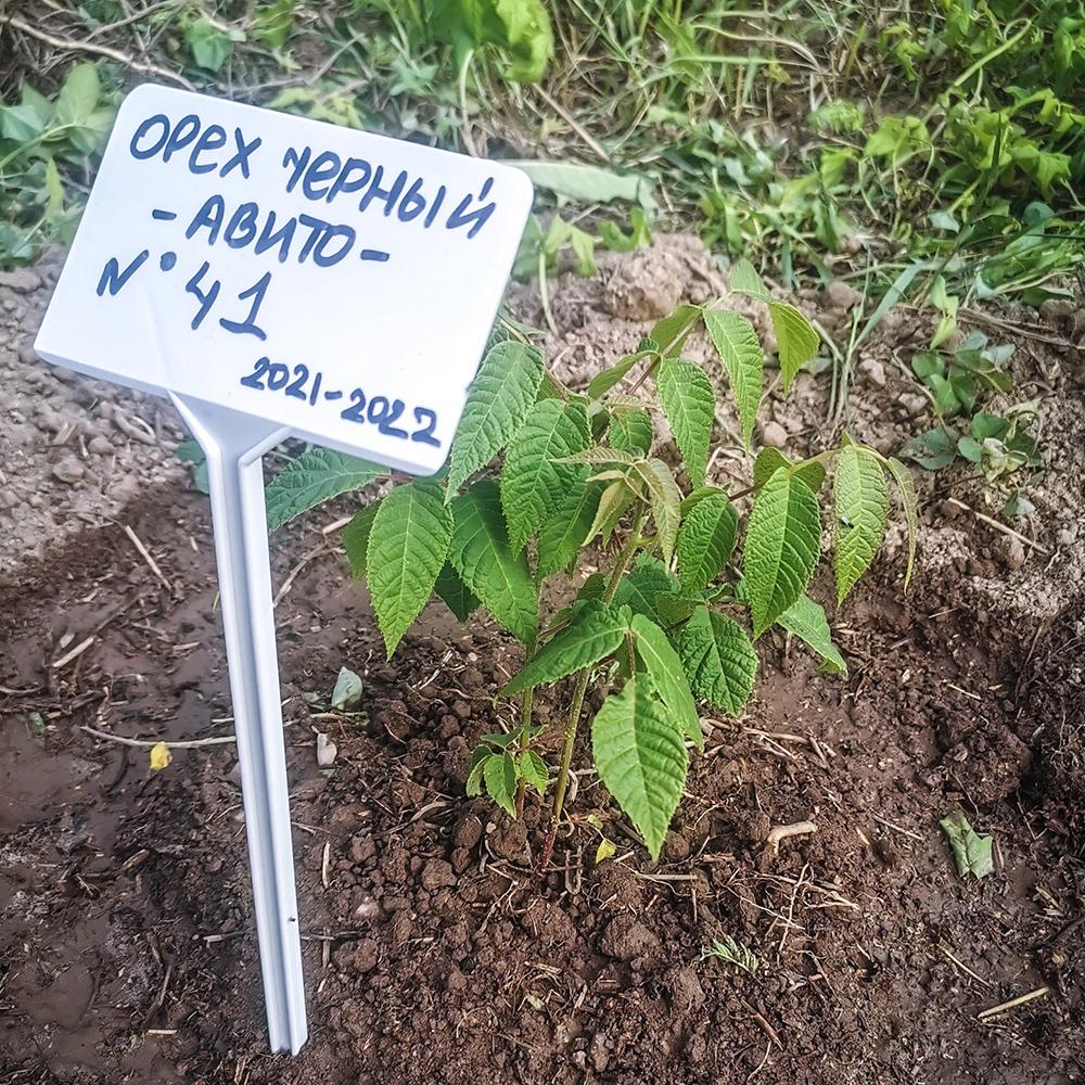 посадка молодого саженца черного ореха