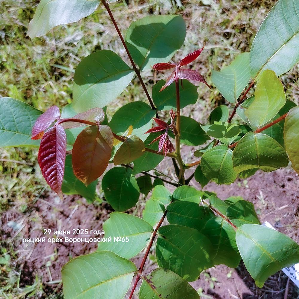 уникальный цвет листвы - июнь 2025 года краснолистный грецкий орех