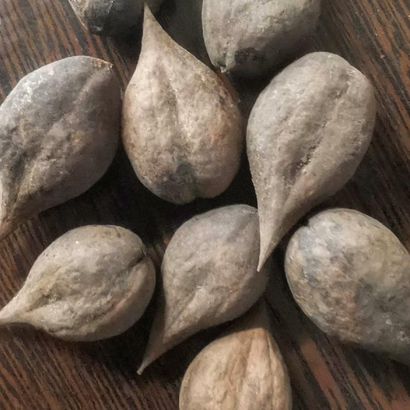 осень 2024 года сердцевидные орехи