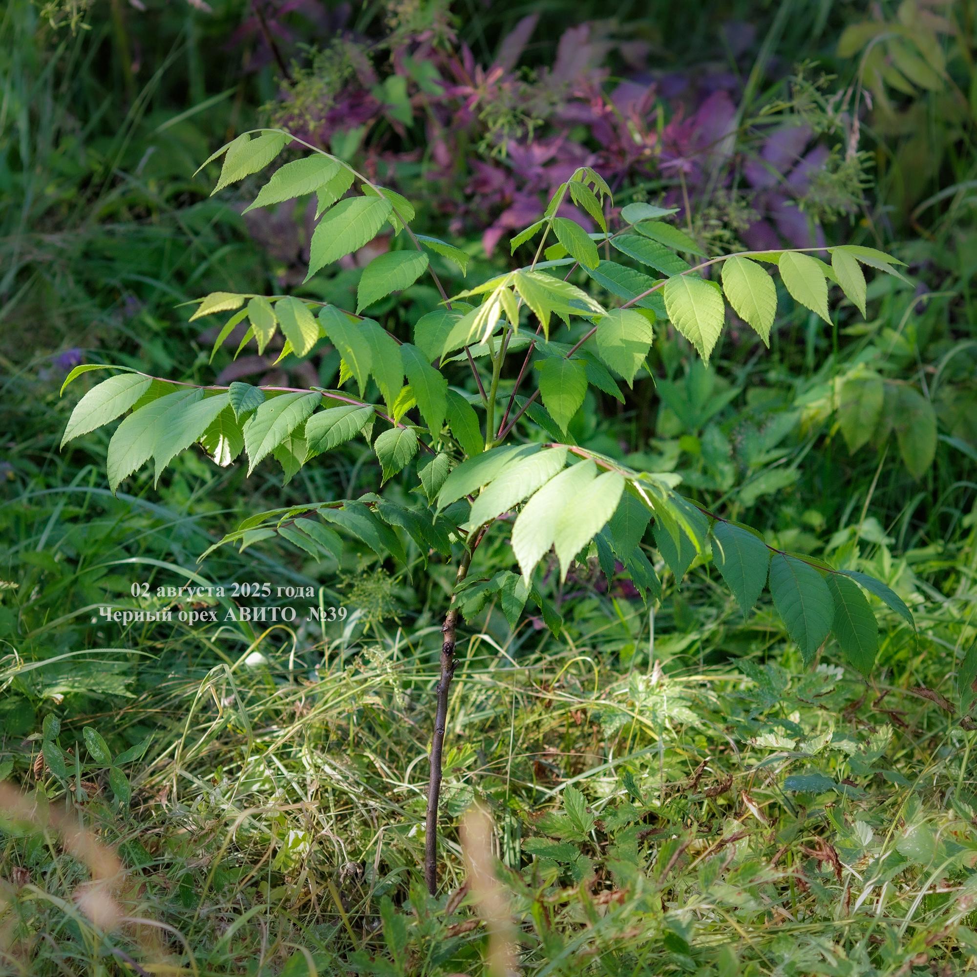 молодой черный орех в Псковской области