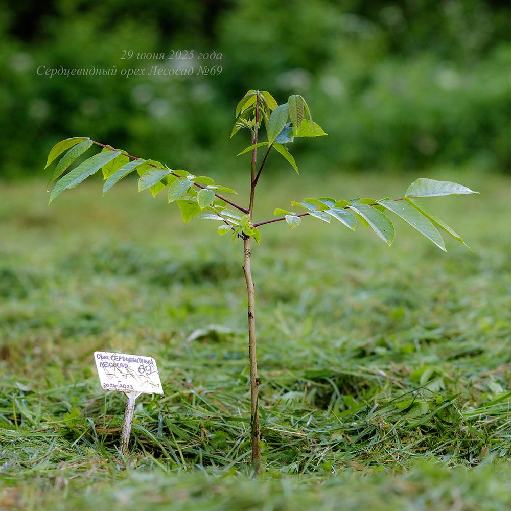 молодой сердцевидный орех в Псковской области