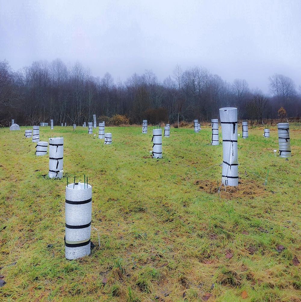 защита изолоном молодых орехов на зиму 