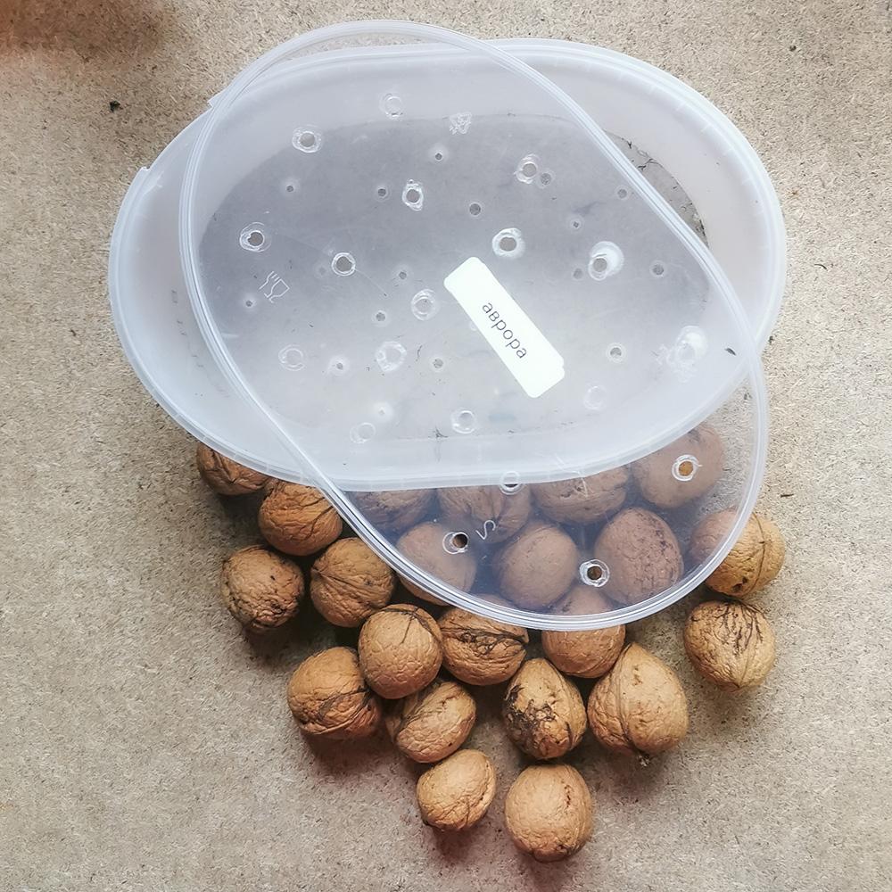 Осенняя посадка орехов на проращивание