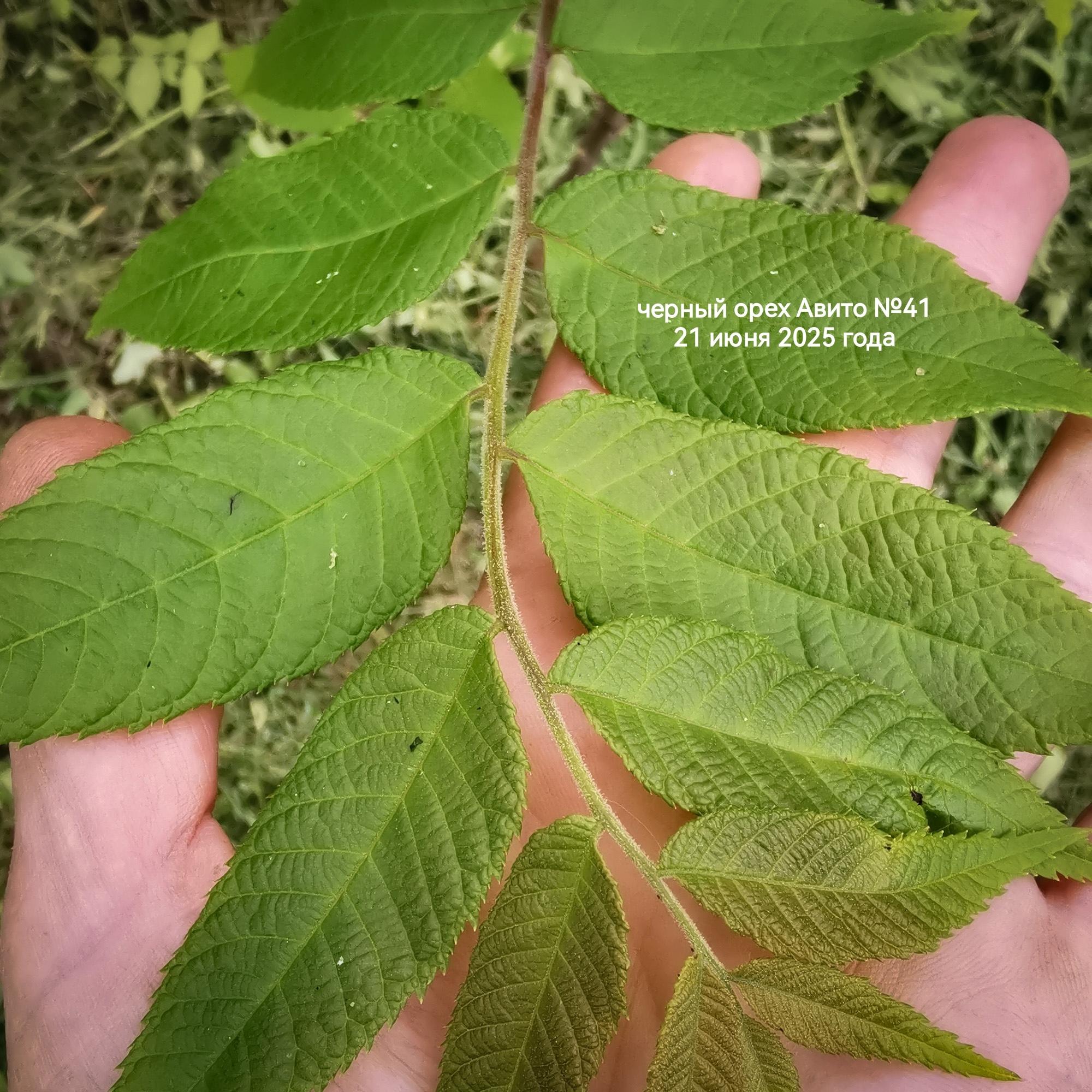 лист видового черного ореха