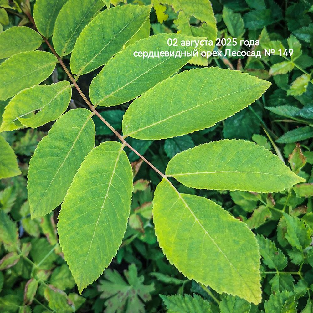 лист сердцевидного ореха