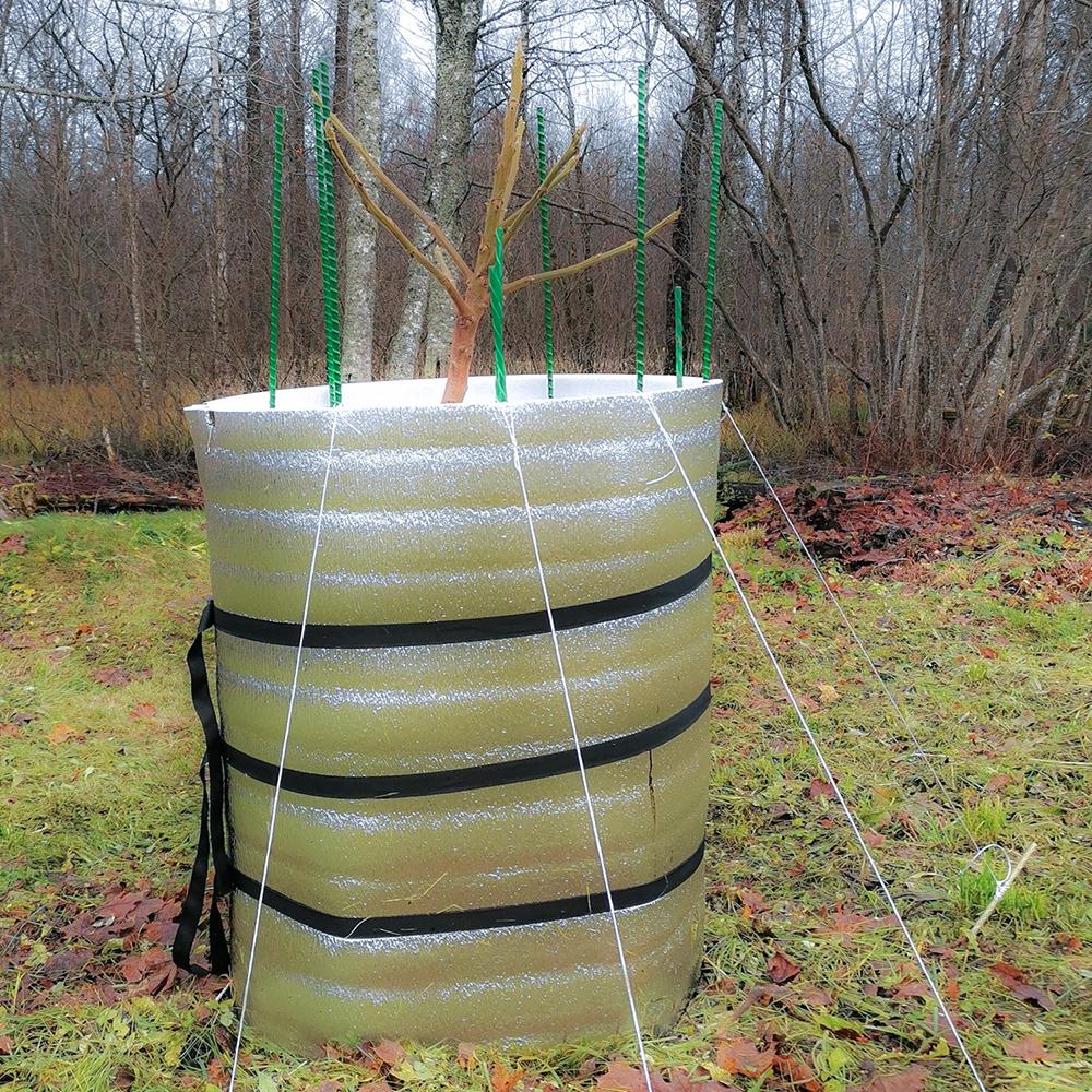 защита изолоном на зиму молодого саженца