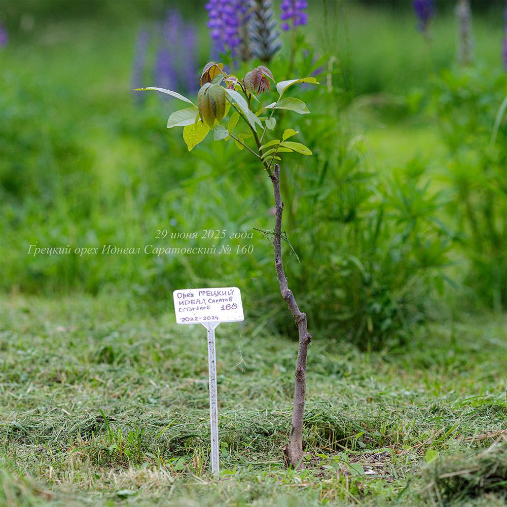июнь 2025 года молодой грецкий орех Идеал Саратовский в Псковской области