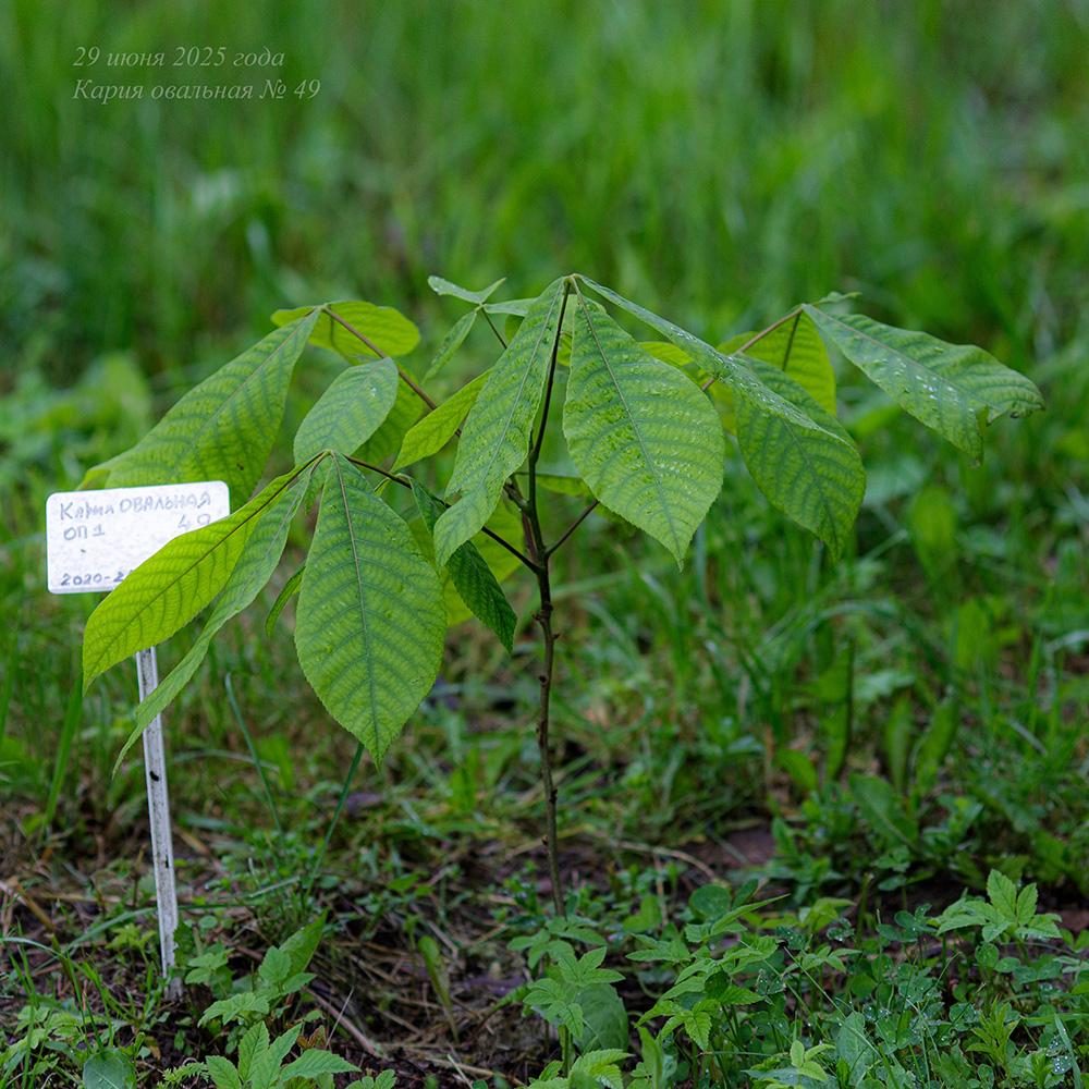 кария овальная в Псковской области