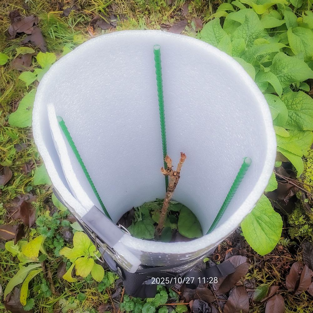 Туннельное укрытие молодого дерева на зиму