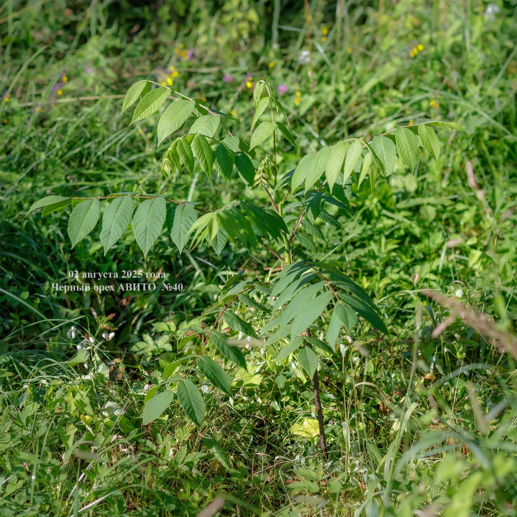 молодой черный орех на северо-западе