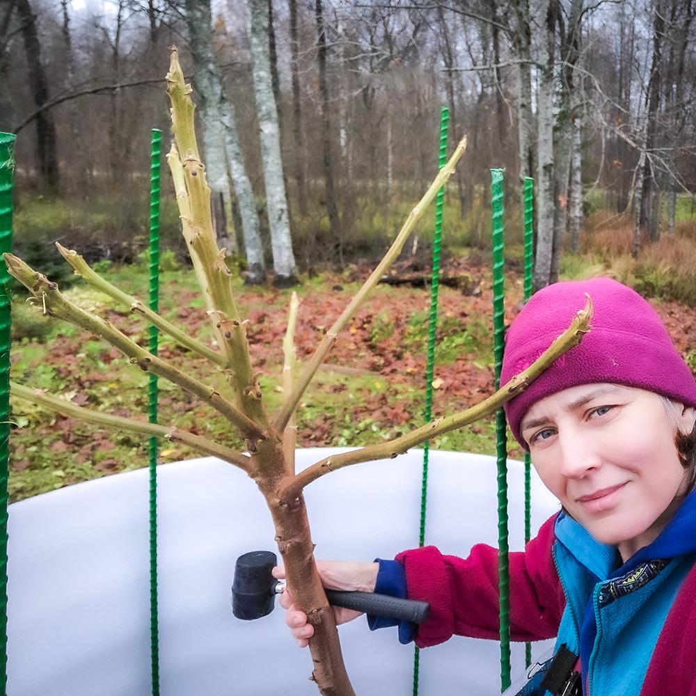 защита ореха на зиму, ноябрь 2025 года защита ореха на зиму в Псковской области