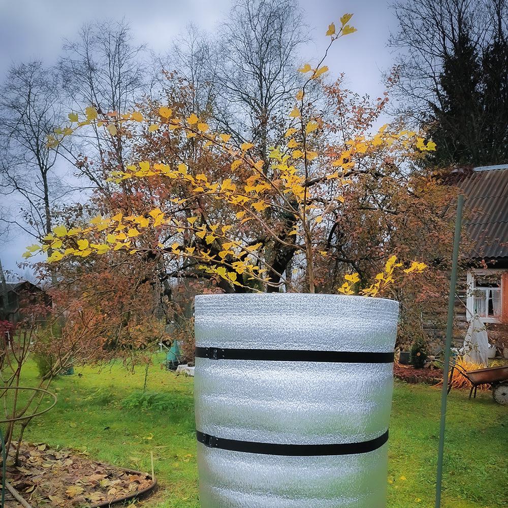 Туннельное укрытие молодого саженца на зиму