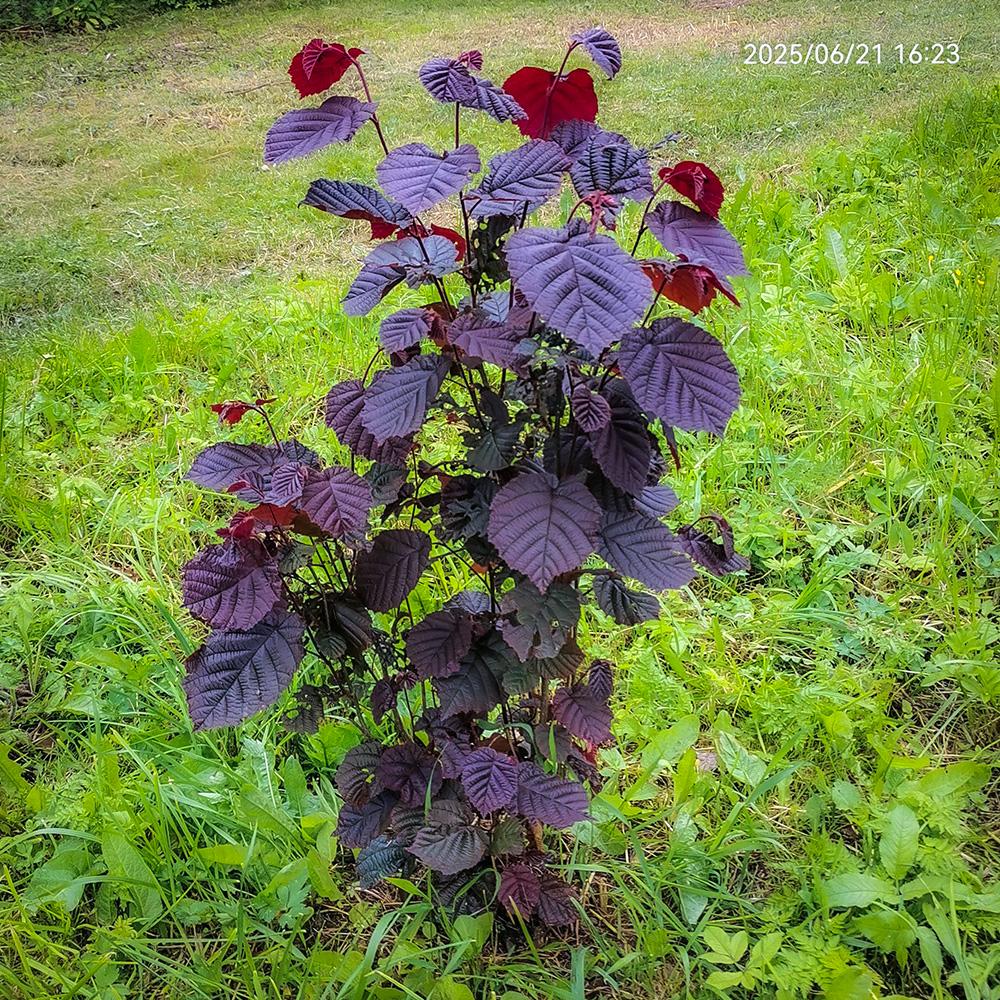 краснолистный орешник