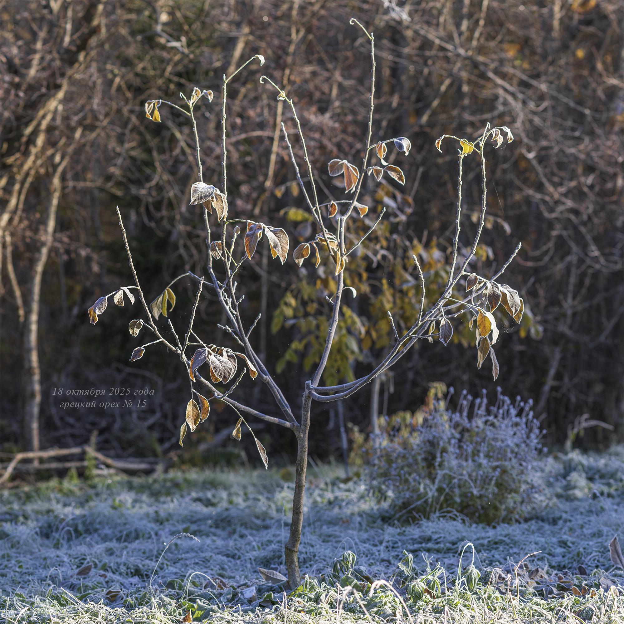 октябрь 2025 года грецкий орех № 15 с чашевидной кроной