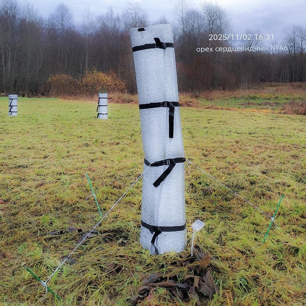 установка растяжек у туннельного укрытия молодого саженца на зиму