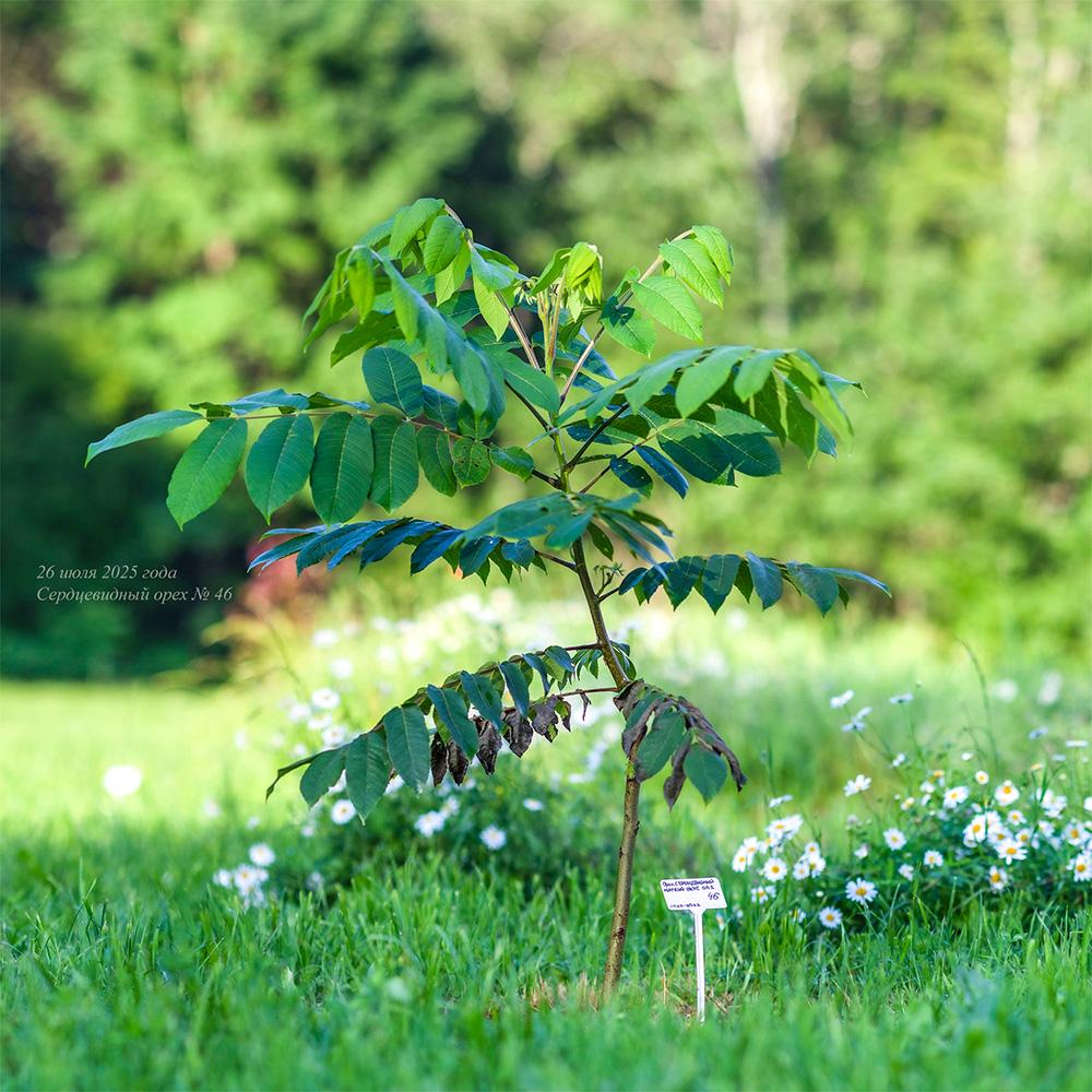 июль 2025 года молодой сердцевидный орех