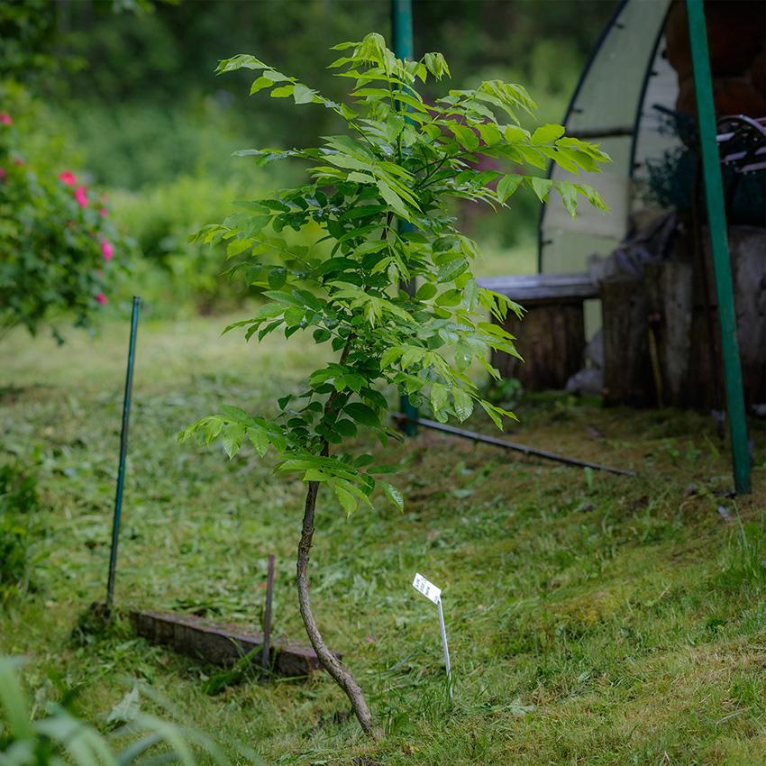 июнь 2025 года молодой серый орех № 27 в Псковской области